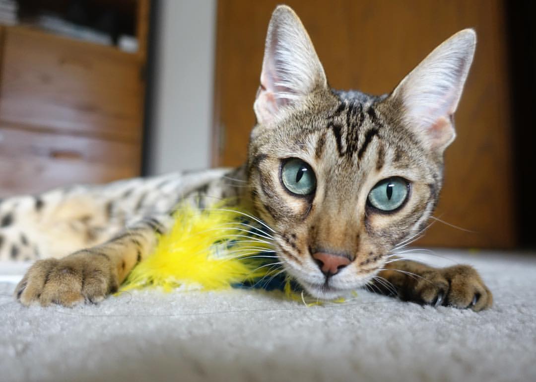 跨界焦点，卡塞米罗在F1年度争冠之夜的意外荣耀